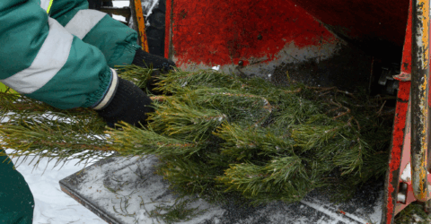 Broyage des sapine de noel 2025