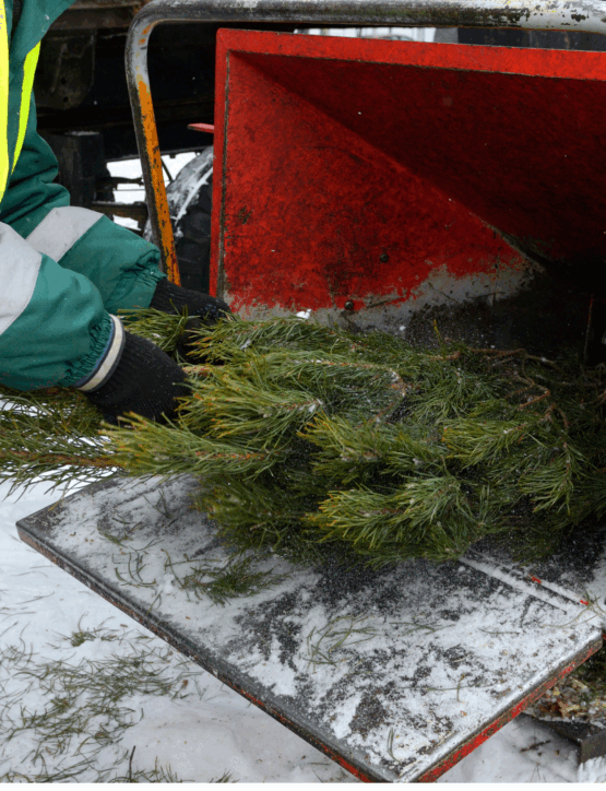 Broyage des sapine de noel 2025